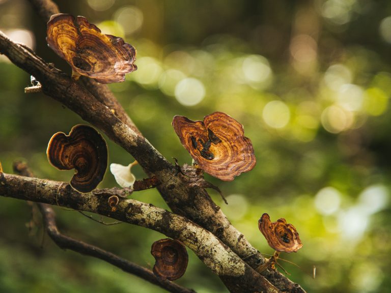 Turkey Tail Mushroom and Its Role in Gut Health