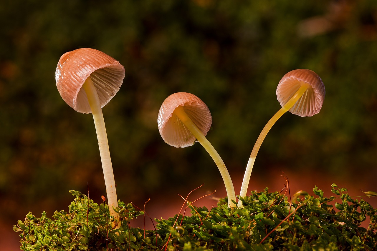 3 little mushrooms closeup in a field